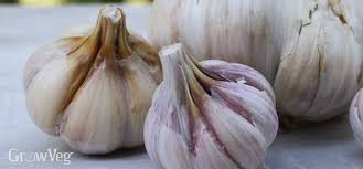 We did not find results for: Growing Garlic From Planting To Harvest