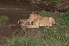 Maybe you would like to learn more about one of these? Lion Vs Tiger Lion Wins Most Times Poc