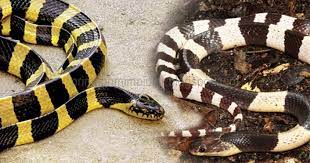 Tafsir mimpi hamil dalam islam. 99 Arti Mimpi Ular Belang Putih Hitam Dan Kuning Hitam Menurut Primbon Jawa Dan Tafsir Islam Lengkap Mimpi Ular