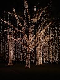 Check spelling or type a new query. 16 Lights In Trees Ideas Lights Wedding Lights Christmas Lights