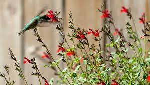 While fragrance is the prime bait for pollinators like butterflies and other insects, birds don't have good sniffers, so flowers that depend on them must advertise with color. Hummingbirds Arrive In Houston