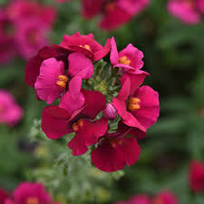 Image result for Nemesia