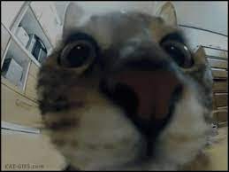 Cat Camera Gifs Tenor
