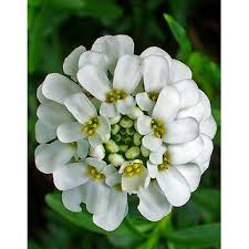 Native to europe, it has adapted to all regions of the united states. Buy Candy Tuft Flower Super Advanced Seeds Online Get 47 Off