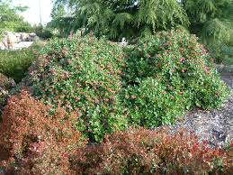 Image result for Escallonia