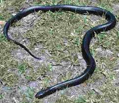 Banyak mimpi tentang ular yang menyatakan bahwa mimpi tentang ular memiliki arti yang buruk bagi yang pernah mengalaminya, namun hanya sedikit orang yang tidak setuju. Arti Mimpi Ular Masuk Rumah Tapi Keluar Lagi