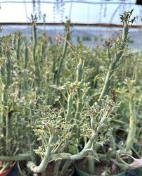 Image result for Kleinia