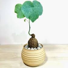 Image result for Monadenium crenatum