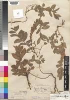 Image result for Polygala sphenoptera