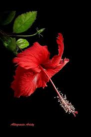 Pin On Hibiscus