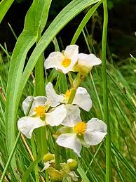 Image result for Fuirena sagittata