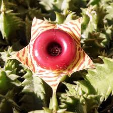 Image result for Huernia zebrina
