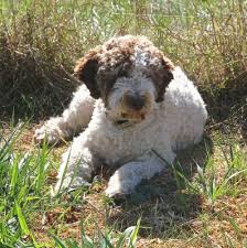 Lagotto romagnolo of canada grant and betty duckett 400 lowry's rd parksville, b.c. Lagotto Romagnolo Of Canada Kennels Lrc At Duckett Truffieres