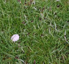 View the best grass seed, below. March Is The Start Of The Lawn Care Year But It S Still Too Early For Many Spring Jobs
