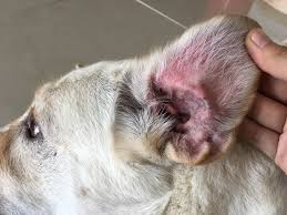 Image result for abscess dog's ear flap