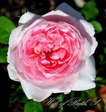 Wife Of Bath Shrub A David Austin English Rose At Beaulieland David Austin Roses Beautiful Roses English Roses
