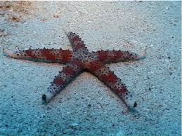 Image result for Gomphia