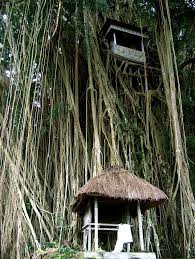 Maybe you would like to learn more about one of these? Indonesia Bali Banyan Tree A Banyan Also Banian Is A Flickr