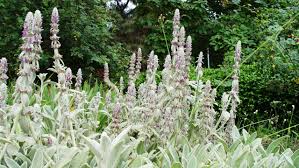 We did not find results for: The Once Necessary Uses Of Mullein And Lamb S Ear