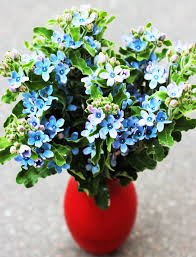 Image result for Habenaria tweedieae