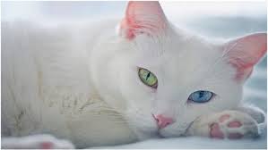 En Populer 4 Kedi Irki Vetbilgi
