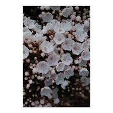 Like flame azalea or wild blueberry, mountain laurel is a member of the heath family and prefers acid soils. Kalmia Latifolia Elf Elf Mountain Laurel Broken Arrow Nursery