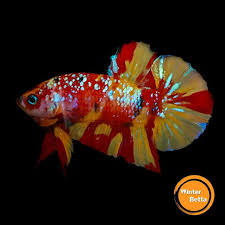 Pin Oleh Chee Chang Di Betta Fish The Live Art 2018 Ikan Cupang Ikan Hewan