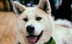 Dogs can weigh from 5 pounds — toy, chihuahua — to 200 pounds — mastiff — and they are bought based on the buyer's preference and need. 11 Akita Mixes Akita Mixed Breeds Protectors Of Japan