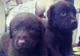 Check spelling or type a new query. 2012 Akc Chesapeake Bay Retriever Pups Dogs For Sale In Northeastern North Carolina Carolina Sportsman Classifieds Nc