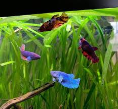 A Circle Of Female Bettas Fish Credit To Tiffs Fish On Instagram As The Owner Of This Photo Amphibians Bettas Circle Exoticp 2020 Betta Beta Baligi Balik