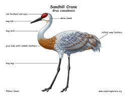 Here you can explore hq sandhill crane transparent illustrations, icons and clipart with filter setting like size, type, color etc. Crane Sandhill