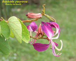Image result for Bauhinia purpurea