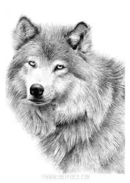 July 25, 2014 december 4, 2020. Blue Eyes White Fang Animal Drawings Drawings Black And White Drawing