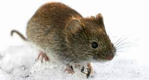 Het hantavirus kan via urine, ontlasting en speeksel van ratten en muizen overgedragen worden op mensen. 2019 War Ein Starkes Hantavirus Jahr Baden Wurttemberg De