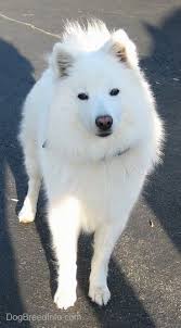 Black American Eskimo Dog Chloe The American Eskimo Dog Standing On A Black Top In 2020 American Eskimo Dog Dog Breeds Samoyed Dogs