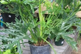 How To Care For A Philo Or Philodendron Selloum Hope Houseplant Indoor Tropical Plants Plants Philodendron Plant