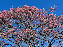 Image result for Ceiba