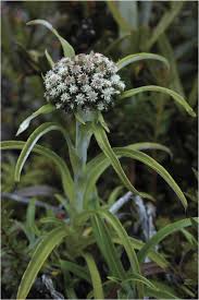 Image result for Vellereophyton dealbatum