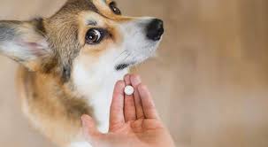 Maybe you would like to learn more about one of these? Is Benadryl Safe For Dogs Prudent Pet Insurance