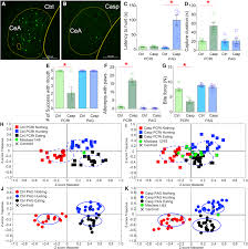4 i will visit you for christmas if i don't h. Integrated Control Of Predatory Hunting By The Central Nucleus Of The Amygdala Cell