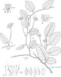 Image result for Ixora longipedunculata