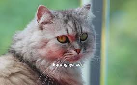 Mau tahu harga kucing anggora persia himalaya, flatnose, peaknose terbaru? 4 Jenis Dan Harga Kucing Persia Terbaru 2021 Burungnya Com