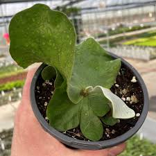 Image result for Platycerium