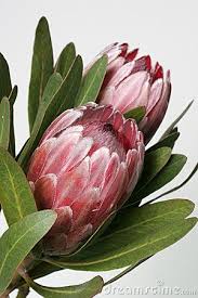 They are tough and hardy evergreen plants, will . 100 Proteas Ideas Protea Art Protea Flower Flower Art
