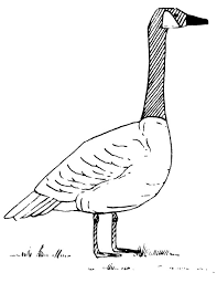 In these page, we also have variety of images available. Canadian Goose Walking Coloring Page Free Coloring Library