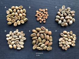 Image result for Pandanus chiliocarpus