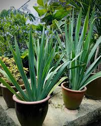 Image result for Neomarica northiana