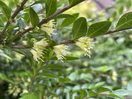 Image result for Lonicera confusa