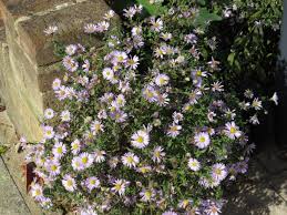 Image result for Aster chimanimaniensis