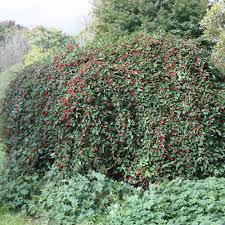 It is native to parts of northern asia, and adapted to tolerate colder weather (to zone 4). Buy Standard Cotoneaster Cotoneaster Hybridus Pendulus 76 49 Delivery By Crocus